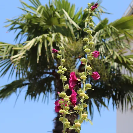 Gostinjska kuća And Sally Rovinj